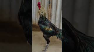 for sale 4.000#aseelmurga #roosterfarm #murga #babychoedhen #birds #eggs #babychoedhen #farmfun