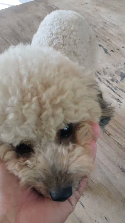 #dog #cute #hai #yeulu #pets #dongvat #shortvideo #funny