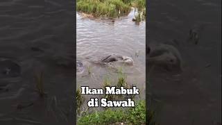Download Lagu Ikan Mabuk Disawah @mendapokhincai5754 MP3