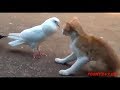 White pigeon beat the cats