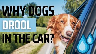 Why do dogs drool in the car?! 💧 🐶