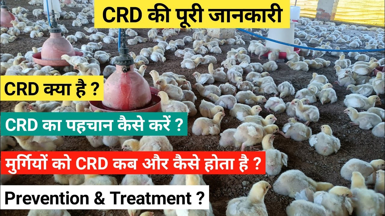 CRD क्या है ?| बचाव और इलाज़ कैसे करें? |CRD Ka Treatment?| Bachaw Aur Ilaj Kaise Karen?| crd diseas