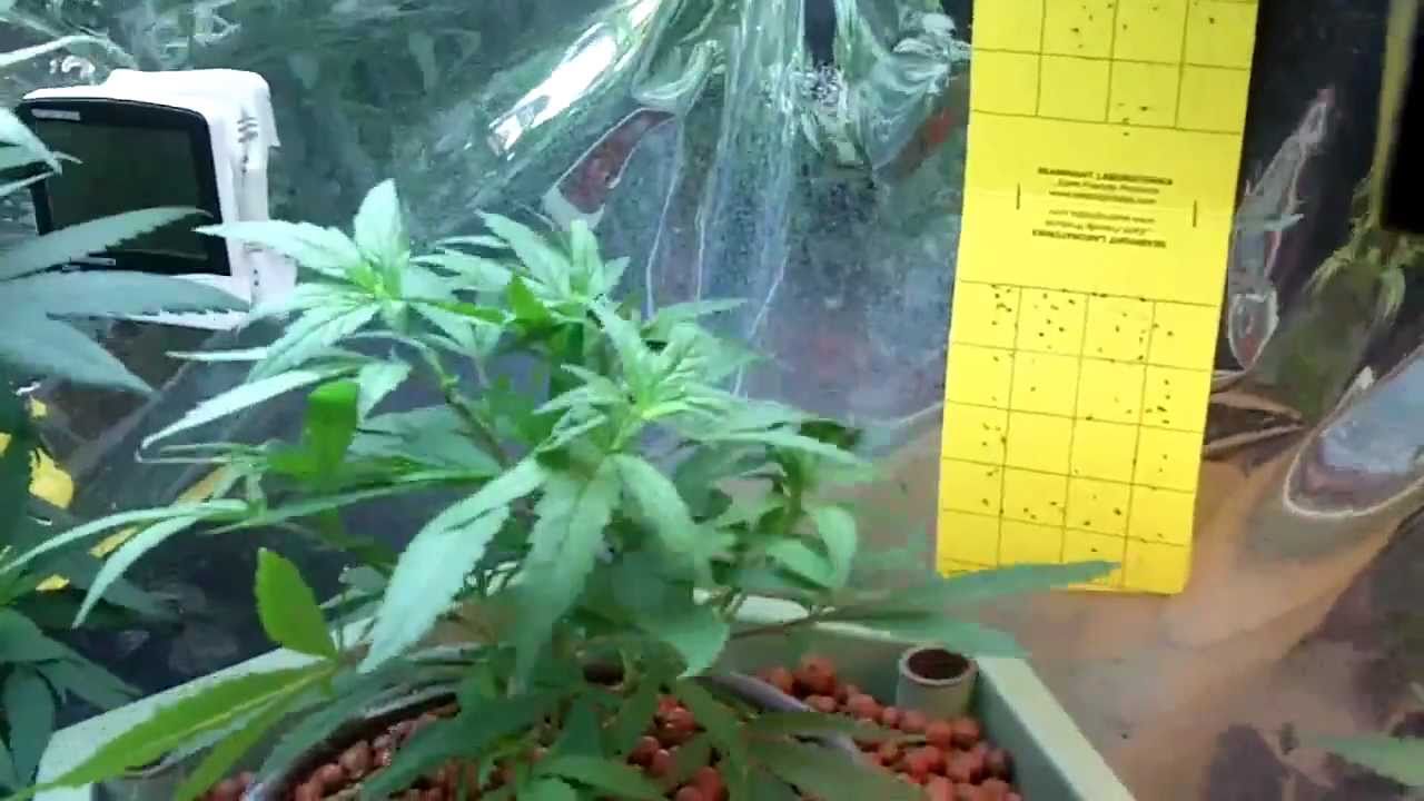 PowerGrower Update 6-27-11