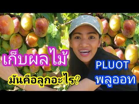 วีดีโอ: แอปริคอทไซบีเรีย