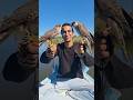 الصقور المهاجرة في مصر Mohamed Wagih محمد وجيه صيد صقر
