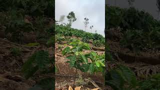 ROBUSTA KLON BAGIO UMUR 8BULAN #kopi #pertanian #perkebunan