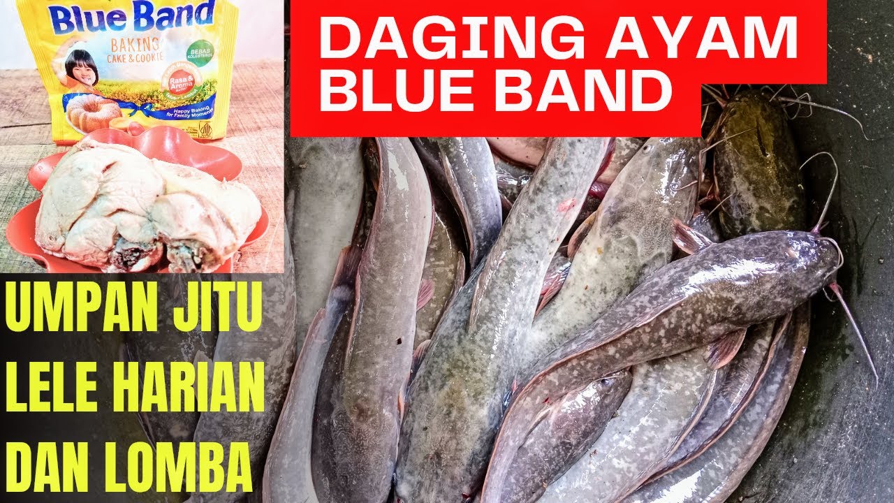 Umpan Jitu Lele harian Dan Lomba