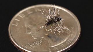 Griffiths Gnat