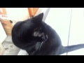 Luna the Bombay Cat complains