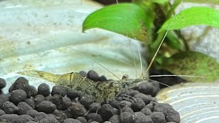 Shrimp Eating for 10 Minutes Straight