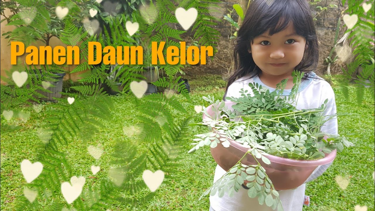 Panen Daun Kelor | Moringa Oleifera 
