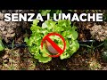 Come ELIMINARE le lumache dall'orto: EFFICACE 100%