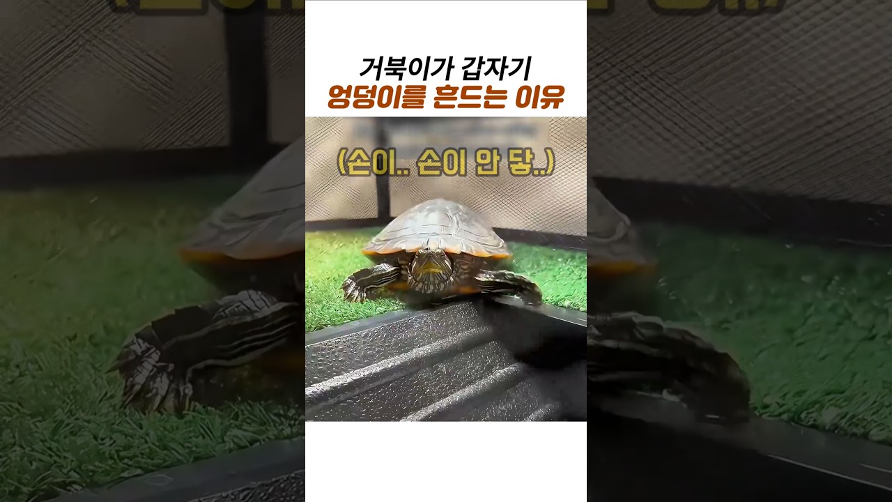 붉은귀거북에게 효자손을 달아줬더니 생긴 일 #거북이 #붉은귀거북 #거북이목욕 #거북이키우기