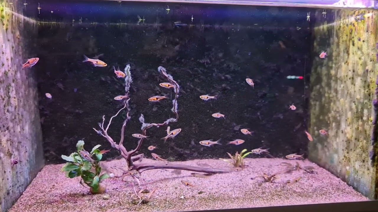 Fredagsfilm - Valg af fisk