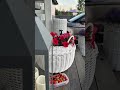 Так выглядит загородная жизнь летом в доме , среди сосен ♥️ #дача #стройка #загородныйдом #каркасник