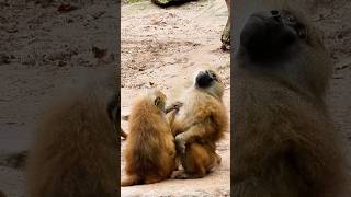 Monkeys Having A Connection
