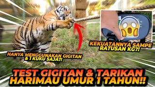 KEKUATAN TARIKAN CAKAR TEONA DILUAR NALAR ! SEKUAT HARIMAU DEWASA ?! SAMPAI RATUSAN KILO !!