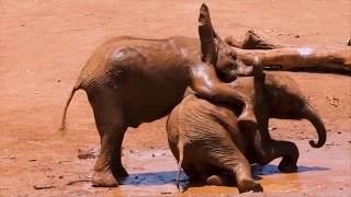 playingTop 5 Nail-Biting Elephant Moments | BBC Earth, nic Elephant