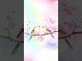 Two Little Voices ふたりの小さな声 #和チル #シマエナガ #梅 #癒し音楽 #chillmusic #lofimusic #springvibes