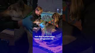 Honden Gered Bij Brand In Nijmegen