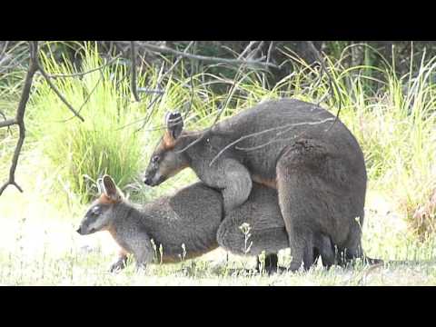 Vidéo: Wallaby : Quelques Caractéristiques De L'espèce