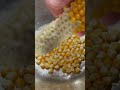 乾燥トウモロコシでポップコーンを作る #shorts #家庭菜園 #ポップコーン #popcorn