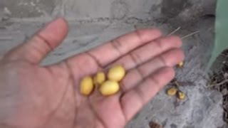 How to Grow Neem Plant From Seeds | How to Plant Neem Tree | Seeds to Plant 2016 (Urdu/hindi)