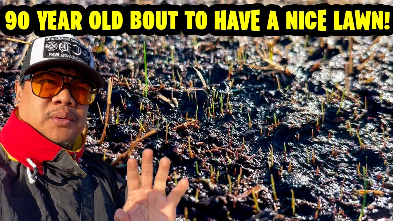 Update 90 year old's SPRING  lawn renovation!