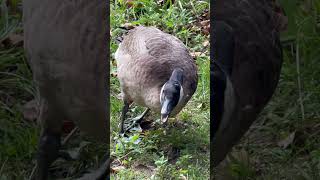Goose Eating Peanuts