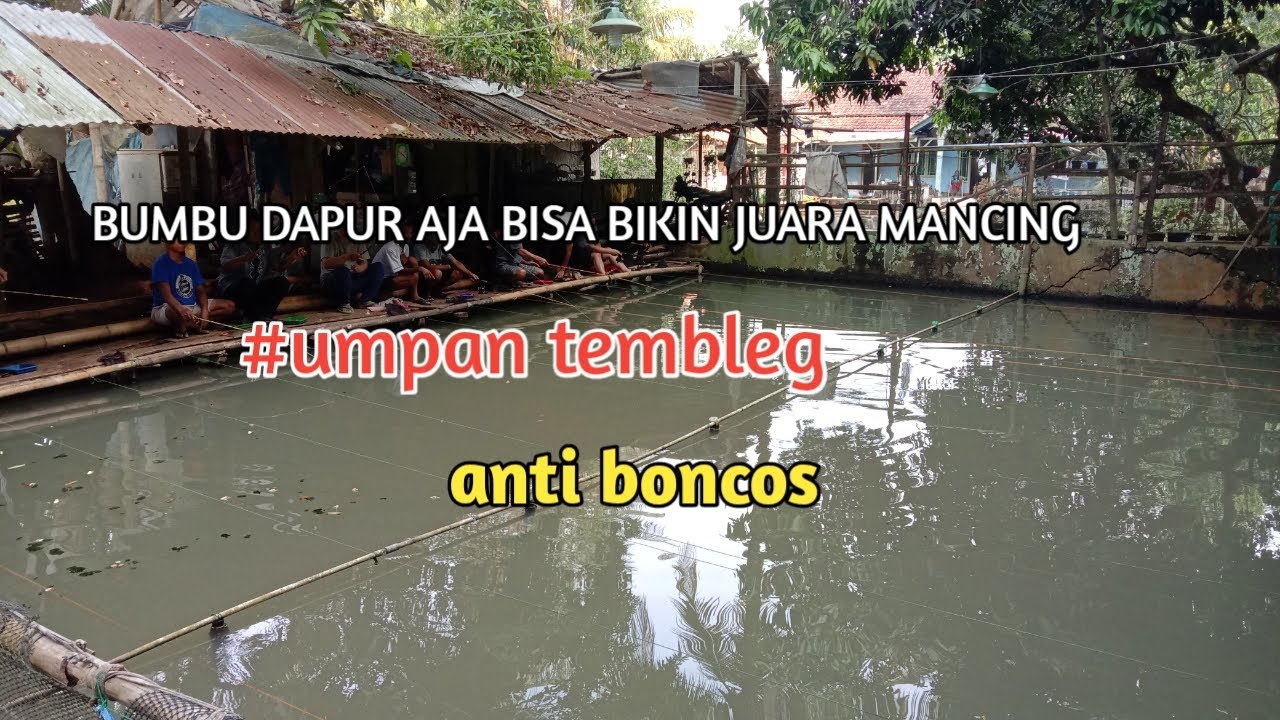 BUMBU DAPUR AJA BISA BUAT UMPAN IKAN MAS //TEMBLEG 