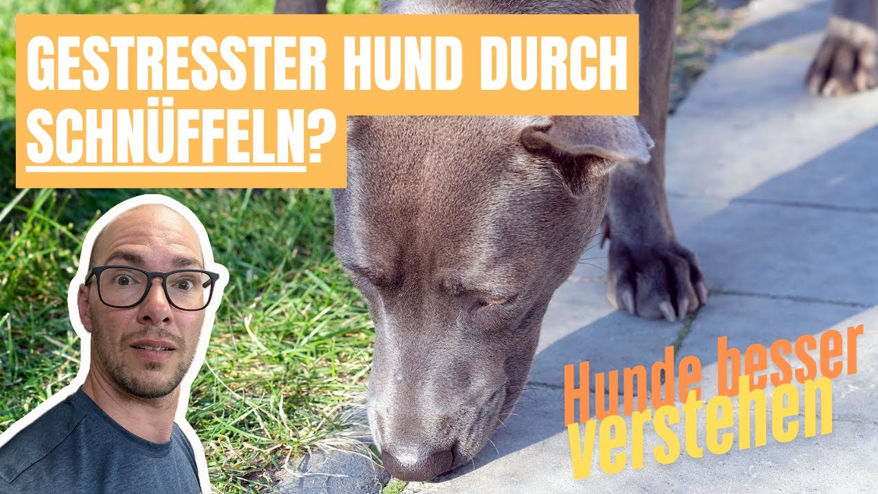 Hund gestresst vom Schnüffeln: Was ist die Lösung?