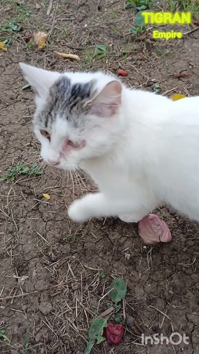 Моя кошка Снежинка #котенок - YouTube
