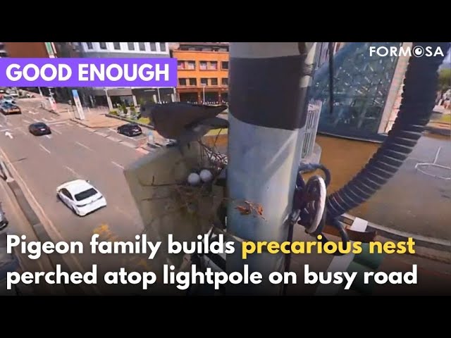 Traffic cam live-streams  doves nesting on light pole｜Taiwan News