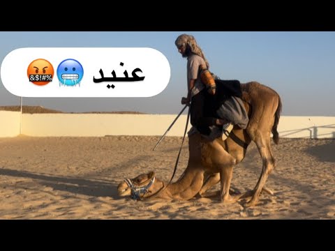 تطبيع قعود لقي عنيد لشداد وتوجية جمل
