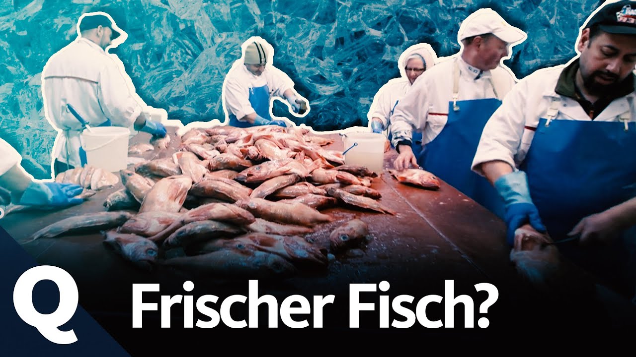 Hinter den Kulissen: Händler auf dem Hamburger Fischmarkt | Quarks