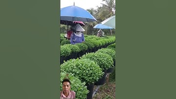 Kỹ thuật trồng hoa mâm xôi đẹp 2025. Hoa tết #garden #hoatet2025 #cucmamxoi #lamvuon