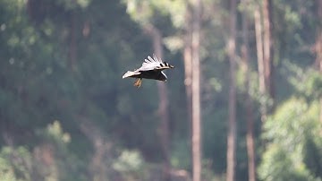 Hawk Appears to Hover During Hunt || ViralHog