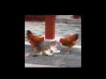 فيديو مضحك عن الدجاج