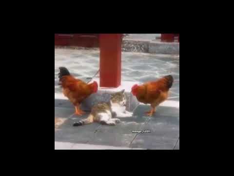 فيديو مضحك عن الدجاج 