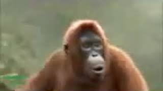 يوسف سماره بيت كطيو رقص