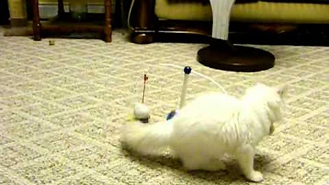 Video 1104081: chocolate lynx, lynx point, kitten big