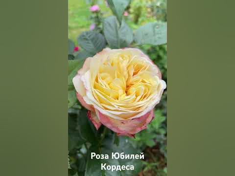 Роза Юбилей Кордеса/ rose Kordes' Jubilee #розарий #садоводство #цветы ...