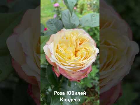 Роза Юбилей Кордеса/
