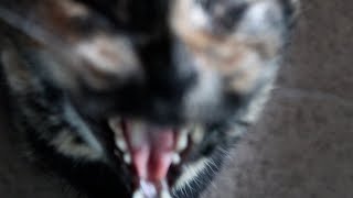 She did a bite
