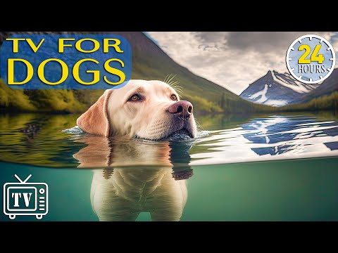 24 Hours Anti Anxiety Music For Dog: Tv For Dogs x Fast-Boredom Busting Videos For Dogs With Music