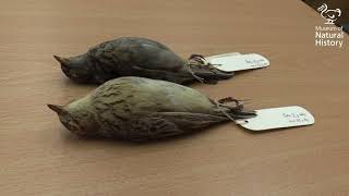 Dr Shane DuBay looks at the Museums collection of dirty bird skins...