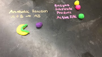 Enzyme Stop Motion Video