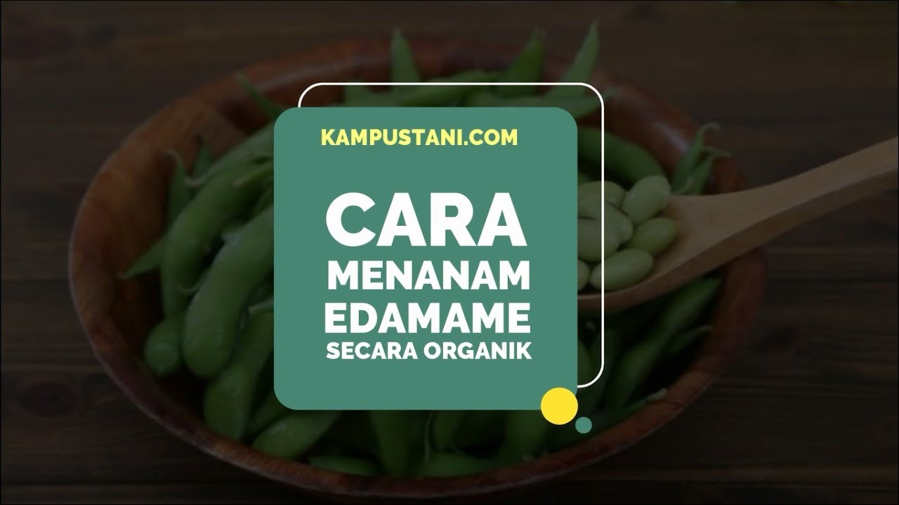 Cara Menanam Edamame Secara Organik - Kampus Tani 