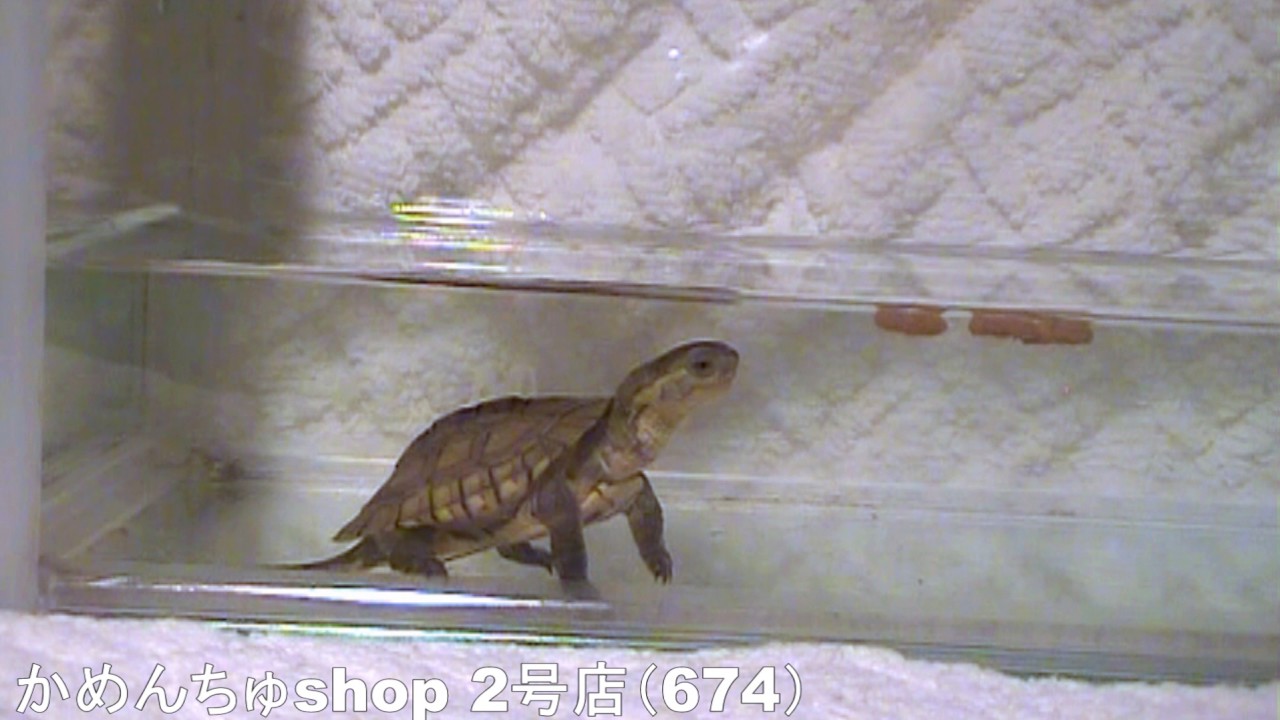 674番 ミナミイシガメ 販売 当店自家繁殖 投稿 かめんちゅshop2号店 Youtube