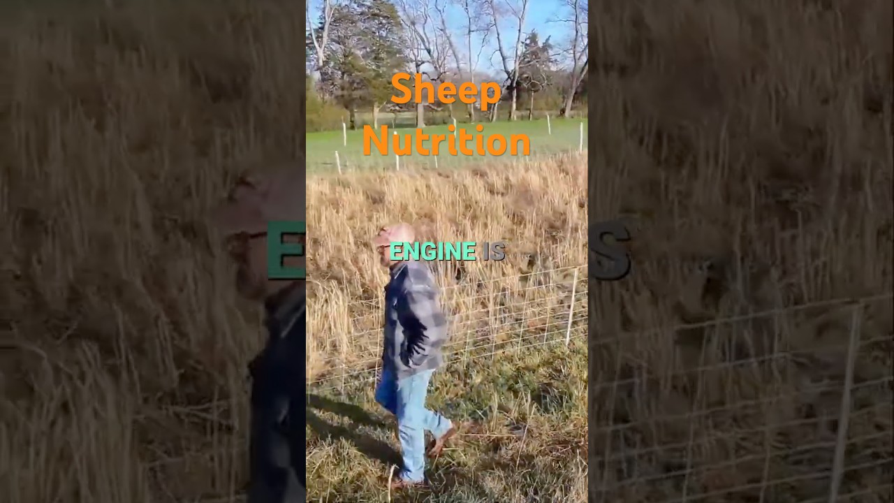 How to Feed Sheep for Maximum Profit